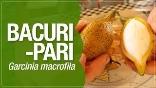 Miniatura do vídeo