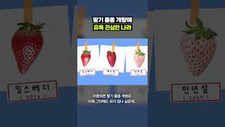 딸기 개량 이거 어디까지 가는거예요?｜크랩