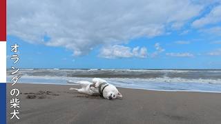 全身でビーチをたのしむ柴犬| 柴犬柿丸・オランダ散歩と環境音