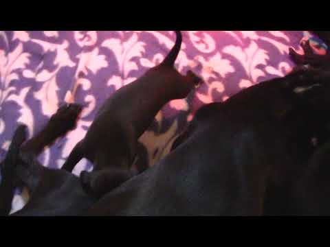 F-kullet hundevis  3 uker