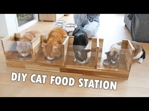 I built a custom cat feeding station