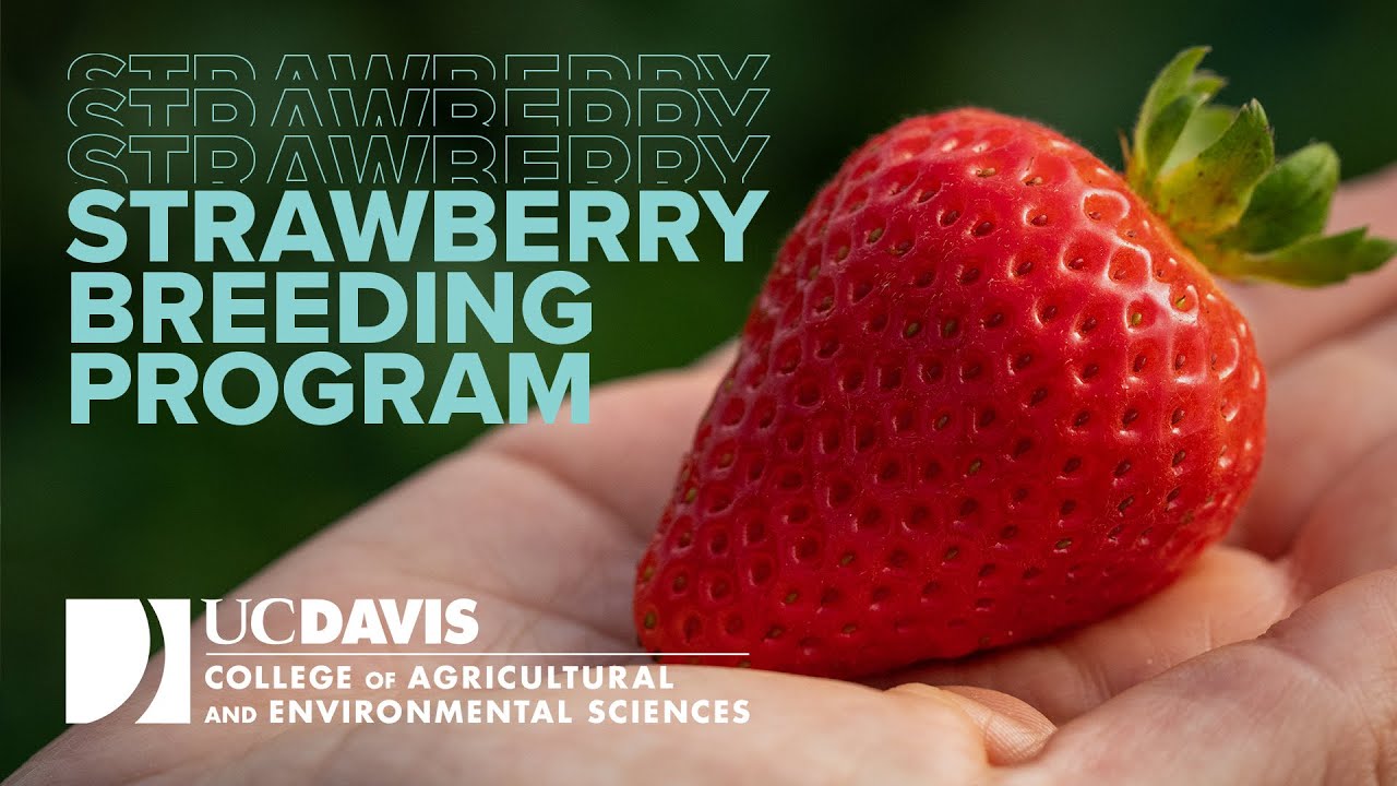 UC Davis Strawberry Breeding Program