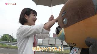 2024/7/31放送・知ったかぶりカイツブリにゅーす