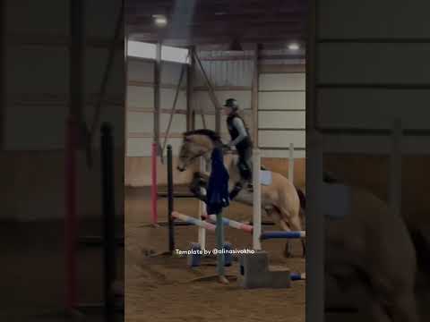 @Hay.cbf22 Thank for  videoing #gosimongo #horse #showjumping