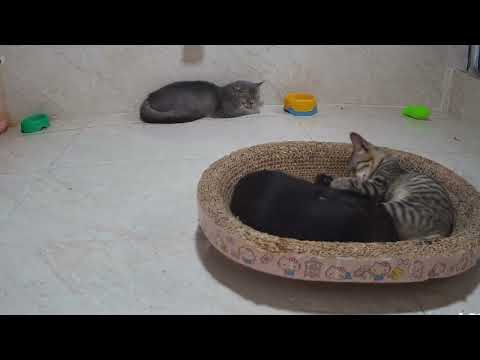 You Laugh You Lose😻🐈Funniest Dogs and Cats 2025😹