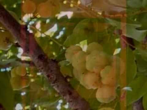 "TREY MOI THBOT PEI" by Ros Sereysothea-196x