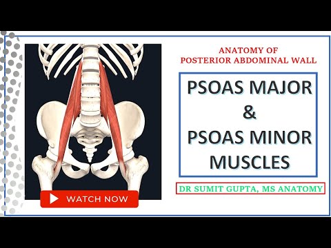 PSOAS MAJOR MUSCLE : ANATOMY