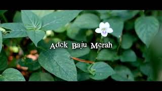 Download lagu Aishwa nahla shalawat Badar (adek baju merah) mp3