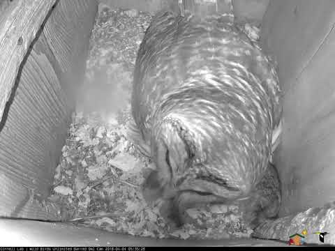 Rodent Stockpiled In The Nest Box After Early Morning Prey Delivery – April 4, 2018