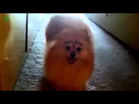 Dogs With Eyebrows Can Definitely Make You Smile