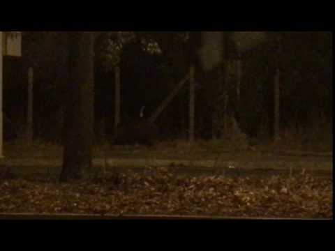 Cinghiali a Roma, Saxa Rubra