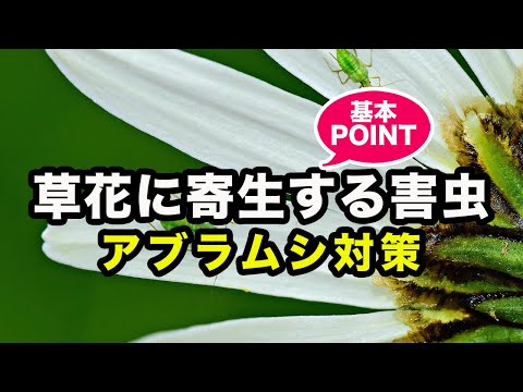 灰色のキャベツのアブラムシは有害ですか?すぐに駆除できますか?  庭園
