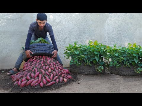 Why does growing sweet potato in a bag of soil have bigger tubers Here is the answer