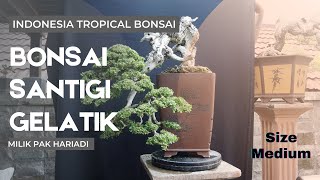 Download lagu Bonsai santigi size medium dengan style menarik | Medium Size Pemphis Acidula Bonsai mp3