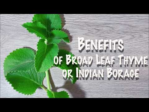 , title : 'Benefits Of Broad Leaf Thyme Or Indian Borage'