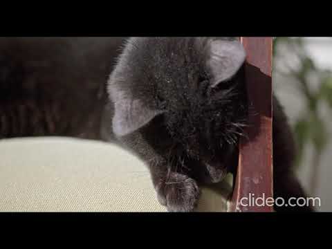 Animals video in 4k (relaxation video)