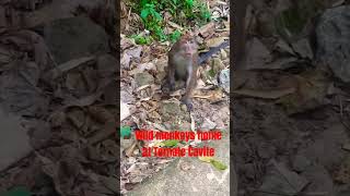 Wild Monkeys asking food at Ternate road, Cavite