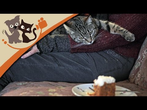 Das Katzencafé Köln (Katzendoku)