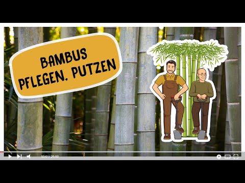 Bambus pflegen, Bambushain aufasten - Bambusmann