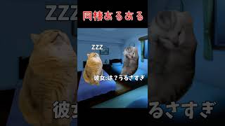 【猫ミーム】同棲あるある #shorts #猫ミーム #あるある #cat