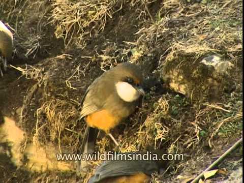 Timáliovec bielohrdlý (Pterorhinus albogularis) — starostlivosť, voliéra a kŕmenie