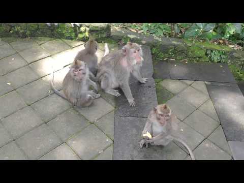 Ubud Monkey Forest: Largest Monkey Forest with the Most Monkey Population in Bali