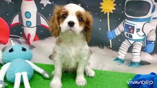 キャバリアの動画01