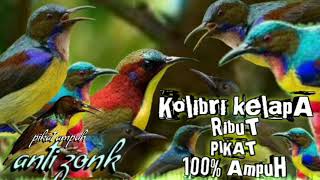 Download lagu suara pikat burung Kolibri kelapa ribut paling ampuh || pikat ampuh burung Kolibri kelapa (korlap) mp3