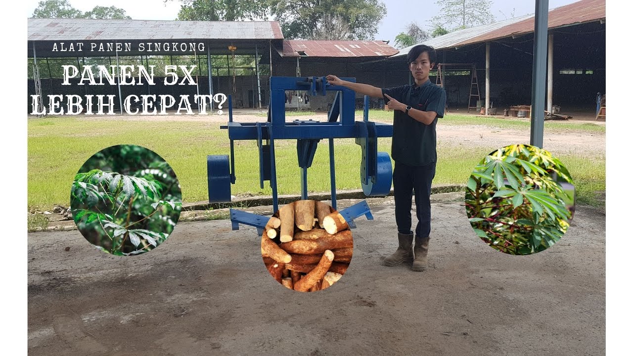 Panen Singkong Yang Praktis, Efektif, dan Efisien. Alat Panen Singkong