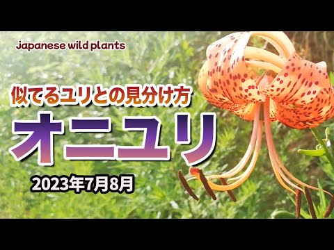 オオユリ 植物