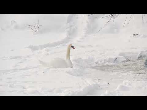 4K Relaxation Winter in the Carpathians -  Soothing Music | Carpathian Mountains in Ukraine