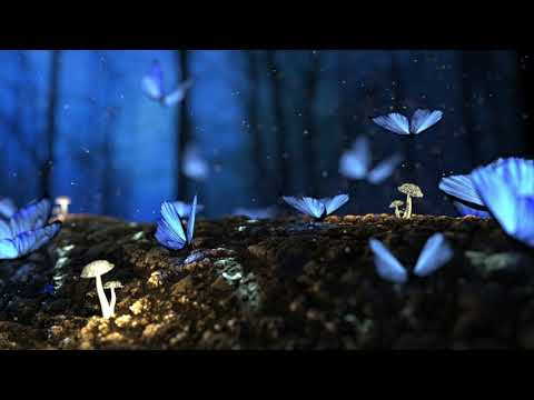 Video thumbnail for Wind of the Rainforest