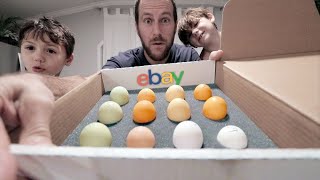 The MOST we’ve spent on eBay chicken eggs | KKTECT Egg Incubator