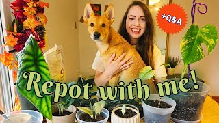 Repotting my new plants + Q&A 🌿