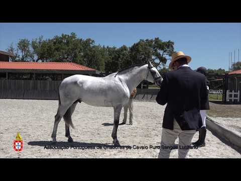 200619 10 Latino - Aprovação de Garanhões