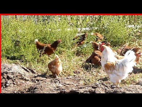 , title : 'Backyard chicken - free range (huppy) chickens - AGROKOTA.GR'