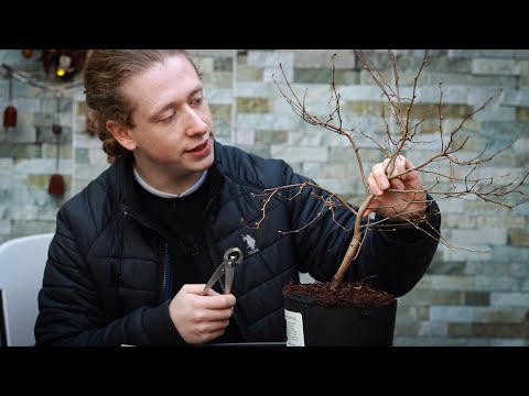 Working on a Buttercup Witch Hazel - Creating Taper in Bonsai