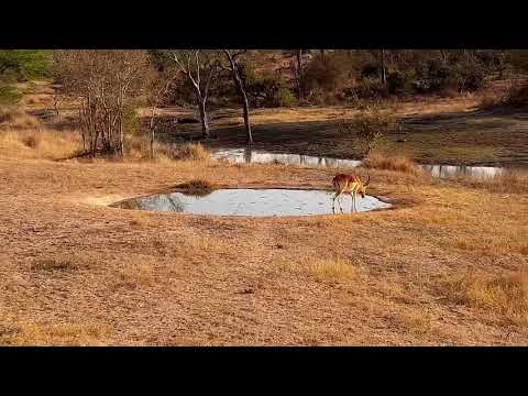 Djuma: Impala males-one with broken horn tip - 07:45 - 08/06/21