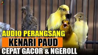 Download lagu PERANGSANG KENARI PAUD AGAR CEPAT GACOR DAN NGEROL mp3