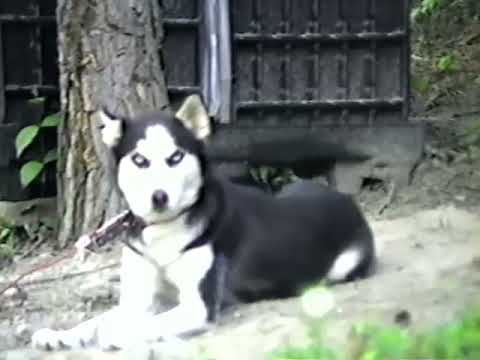 1996-08-01 Home & Des Bike Riding - Bostic Family Videos