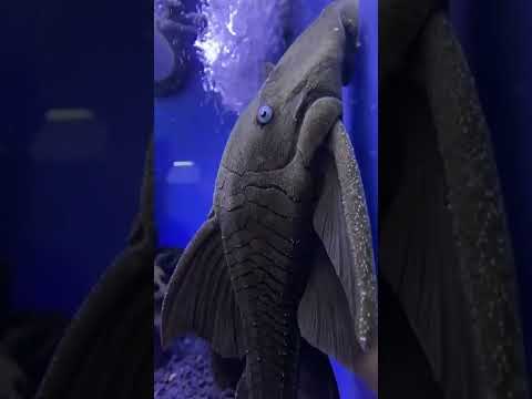 ブルーアイプレコ #水族館 #魚 #海魚 #魚の餌付け #ショートパンツ #トレンド #youtubeshorts #購読