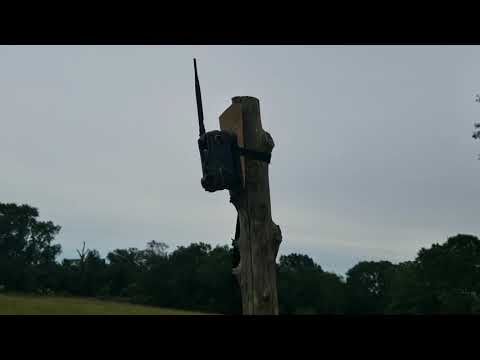 DIY Cellular Remote Controlled Hog Trap