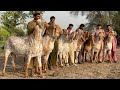Bakra Eid 2025 K VIP Biggest Bakry Ll 100 Bakron Ka Soda Ll Bakra Mandi 2025 Cow Mandi 2025 Bakra