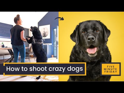 HOW TO: Photograph Boisterous Dogs | Dog Photography for beaut shots of loveable loonies like Frank