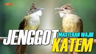 Download lagu MASTERAN WAJIB CUCAK JENGGOT DAN KAPAS TEMBAK mp3 Download lagu MASTERAN WAJIB CUCAK JENGGOT DAN KAPAS TEMBAK mp3