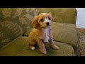 Cavapoo dogs for sale: Willow - Video 1
