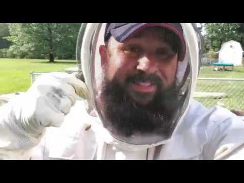 How do you quickly stop beehive robbing?  Beekeeping 101