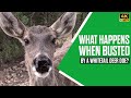 What Happens When Busted By A Whitetail Deer Doe Iseeyou Deer Wildlife