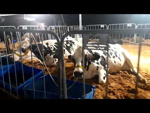 3"FESTA DA VACA DE LEITE DE PARAÚ RIO GRANDE DO NORTE 2026