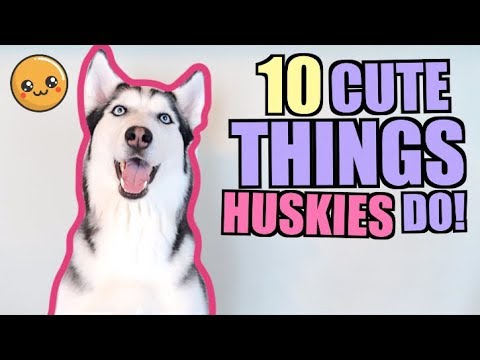 husky fogyás)